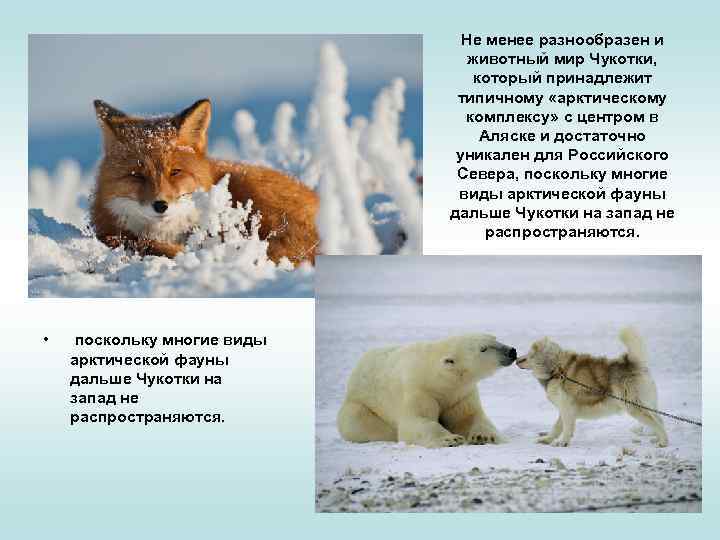 Не менее разнообразен и животный мир Чукотки, который принадлежит типичному «арктическому комплексу» с центром