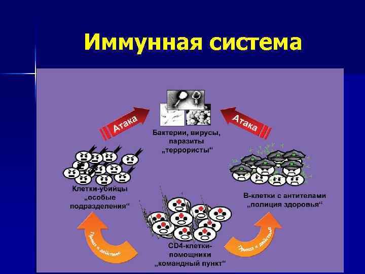 Иммунная система 