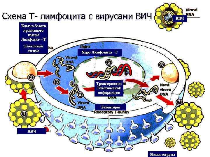 Схема Т- лимфоцита с вирусами ВИЧ Клетка белого кровянного тельца Лимфоцит – Т Клеточная