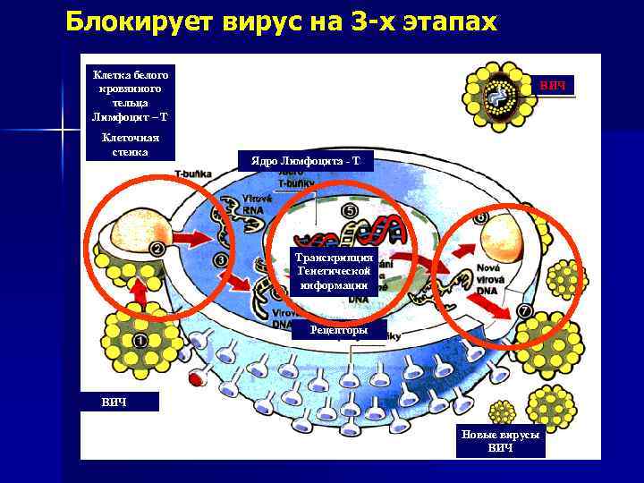 Блокирует вирус на 3 -х этапах Клетка белого кровянного тельца Лимфоцит – Т Клеточная