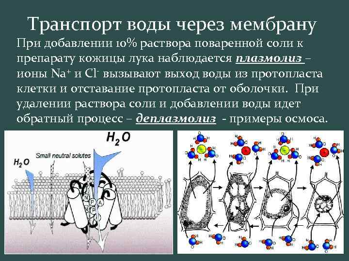 Транспорт воды через мембрану При добавлении 10% раствора поваренной соли к препарату кожицы лука