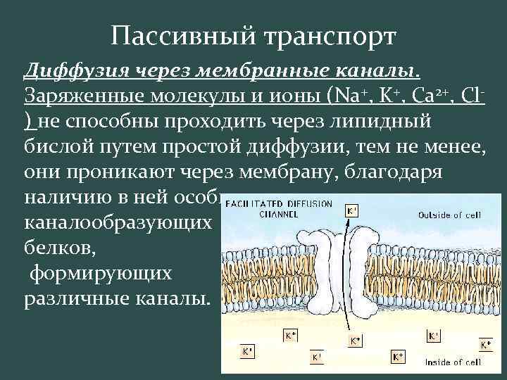 Пассивный транспорт Диффузия через мембранные каналы. Заряженные молекулы и ионы (Na+, K+, Ca 2+,