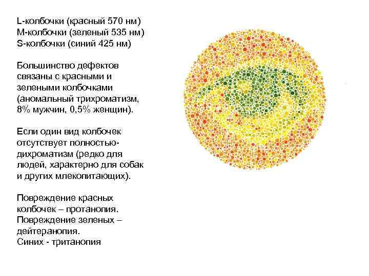 L-колбочки (красный 570 нм) М-колбочки (зеленый 535 нм) S-колбочки (синий 425 нм) Большинство дефектов