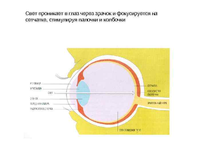 Свет проникает в глаз через зрачок и фокусируется на сетчатке, стимулируя палочки и колбочки