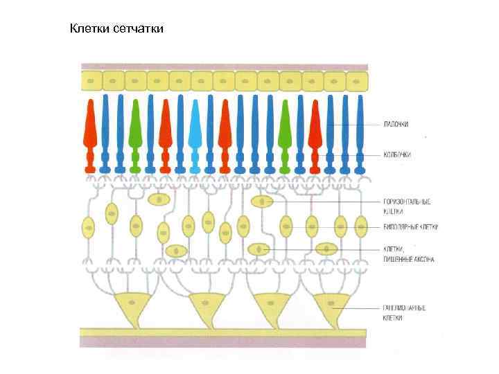 Клетки сетчатки 