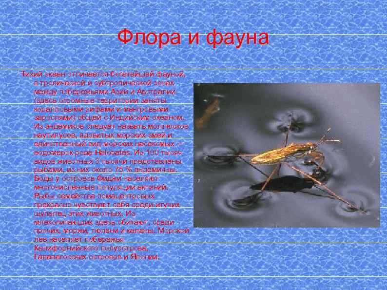 Флора и фауна Тихий океан отличается богатейшей фауной, в тропической и субтропической зонах между