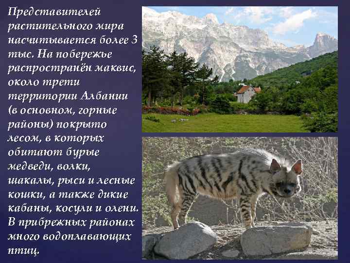 Представителей растительного мира насчитывается более 3 тыс. На побережье распространён маквис, около трети территории