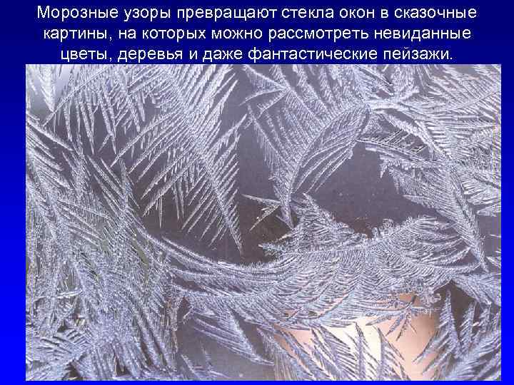 Морозные узоры превращают стекла окон в сказочные картины, на которых можно рассмотреть невиданные цветы,