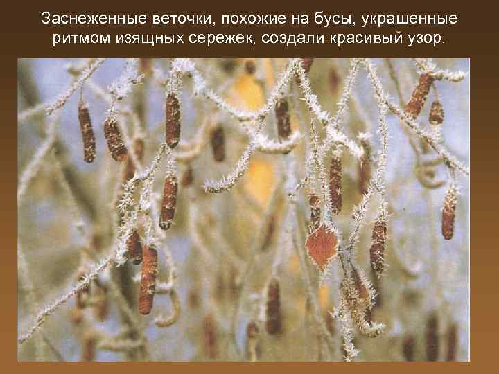 Заснеженные веточки, похожие на бусы, украшенные ритмом изящных сережек, создали красивый узор. 