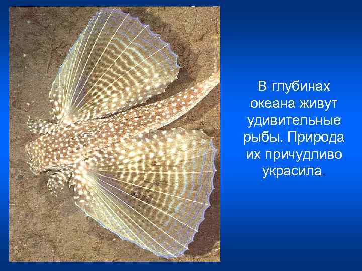 В глубинах океана живут удивительные рыбы. Природа их причудливо украсила. 