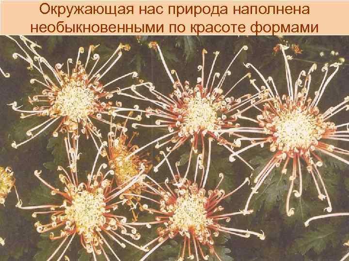 Окружающая нас природа наполнена необыкновенными по красоте формами 