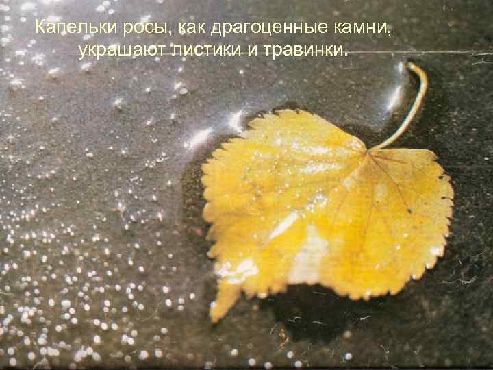 Капельки росы, как драгоценные камни, украшают листики и травинки. 