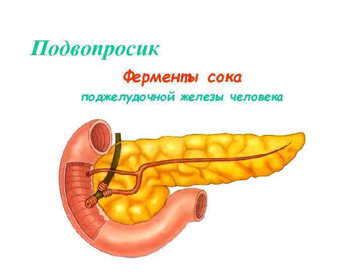 Поджелудочная железа рисунок егэ