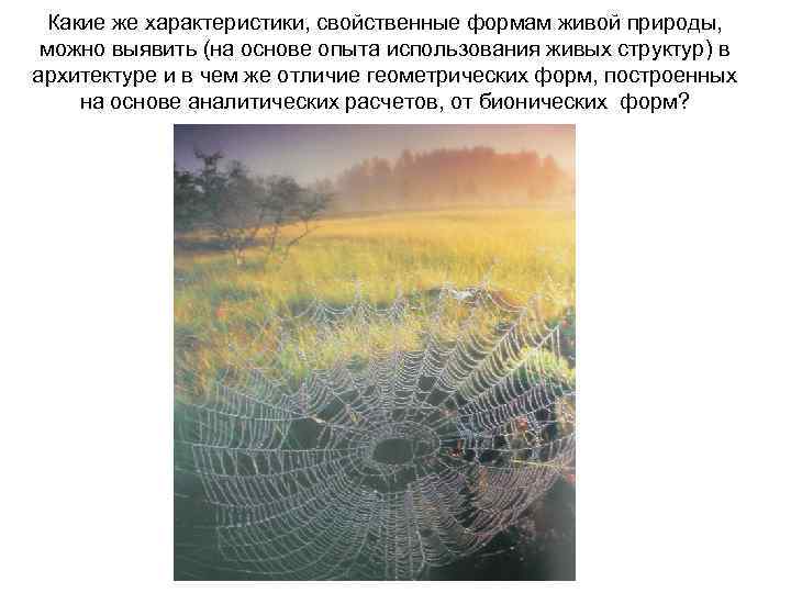 Какие же характеристики, свойственные формам живой природы, можно выявить (на основе опыта использования живых