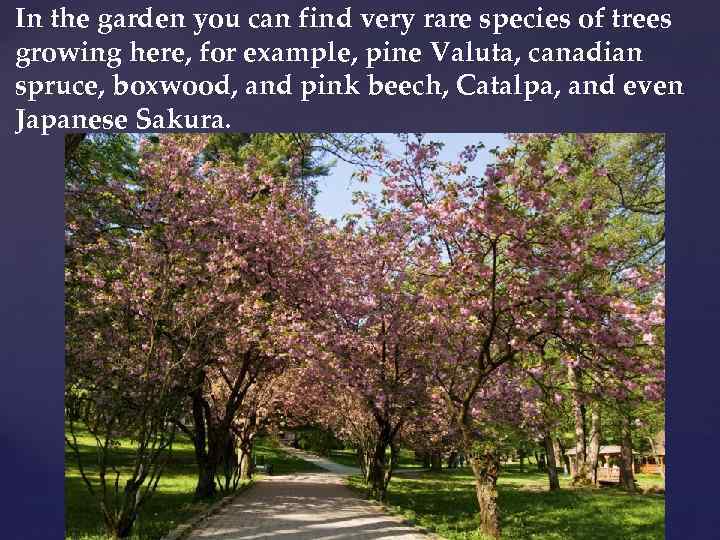 In the garden you can find very rare species of trees growing here, for