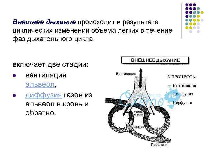 Схема этапы дыхания