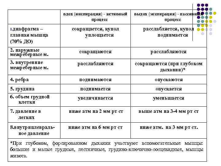 вдох (инспирация) - активный процесс выдох (экспирация) - пассивный процесс – главная мышца (70%