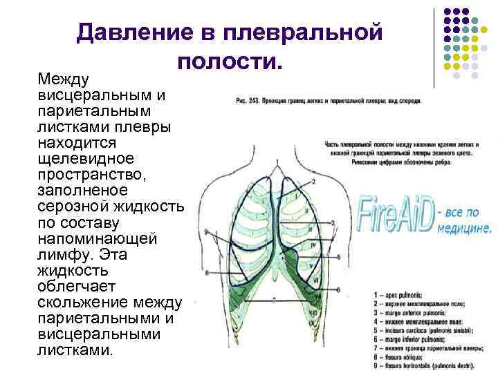 Плевральная полость где находится фото на человеке