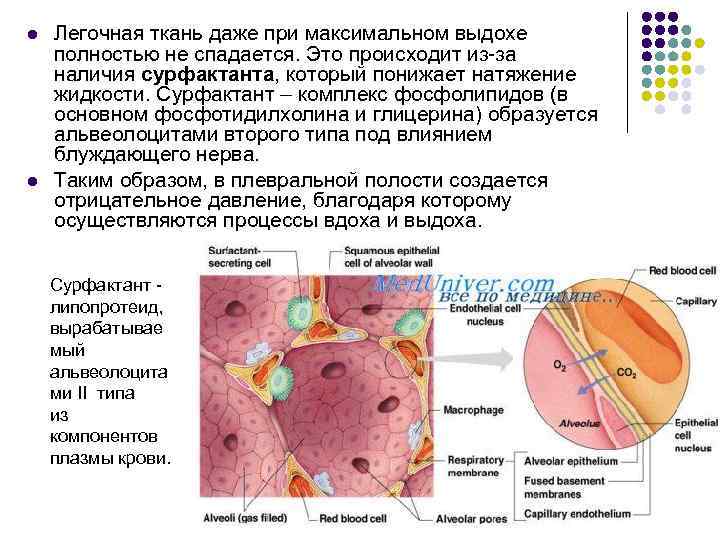 l l Легочная ткань даже при максимальном выдохе полностью не спадается. Это происходит из-за