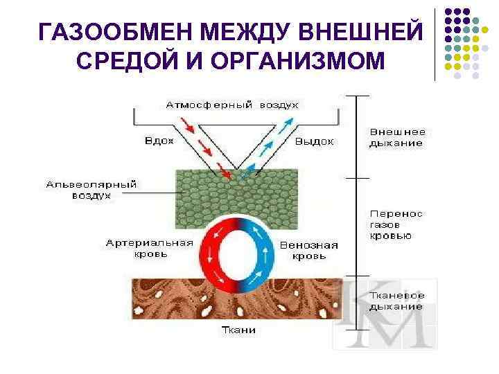 ГАЗООБМЕН МЕЖДУ ВНЕШНЕЙ СРЕДОЙ И ОРГАНИЗМОМ 