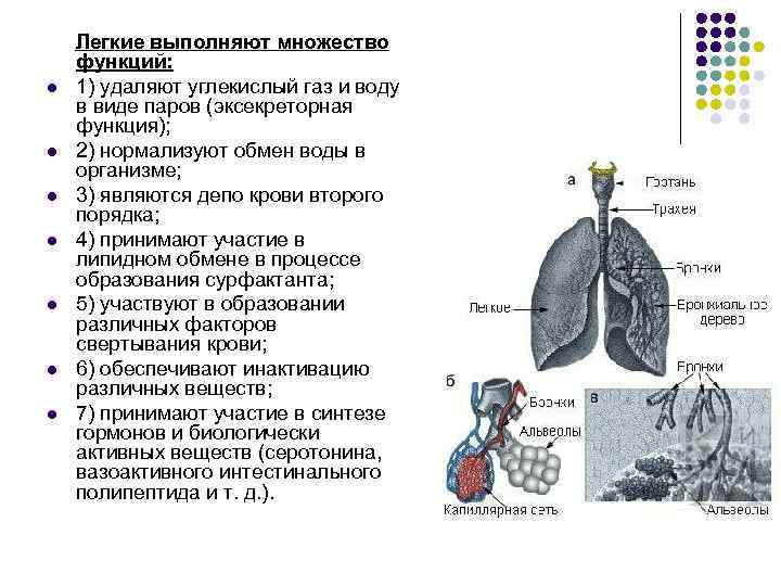 Схема этапы дыхания