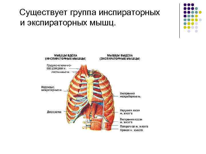  Существует группа инспираторных и экспираторных мышц. 