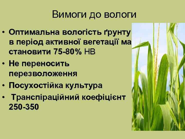 Вимоги до вологи • Оптимальна вологість ґрунту в період активної вегетації має становити 75