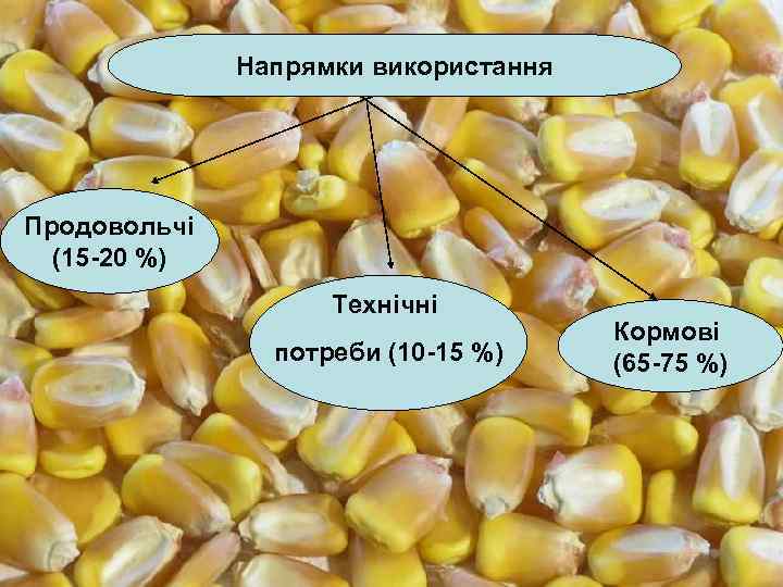 Напрямки використання Продовольчі (15 -20 %) Технічні потреби (10 -15 %) Кормові (65 -75
