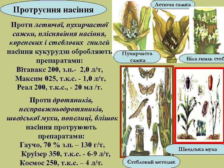 Летюча сажка Протруєння насіння Проти летючої, пухирчастої сажки, пліснявіння насіння, кореневих і стеблових гнилей