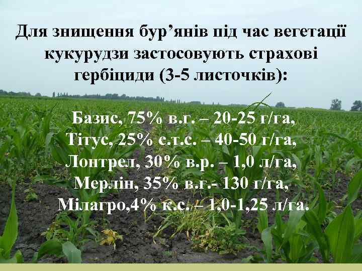 Для знищення бур’янів під час вегетації кукурудзи застосовують страхові гербіциди (3 -5 листочків): Базис,