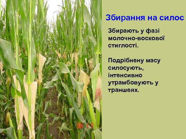 Збирання на силос Збирають у фазі молочно-воскової стиглості. Подрібнену масу силосують, інтенсивно утрамбовують у