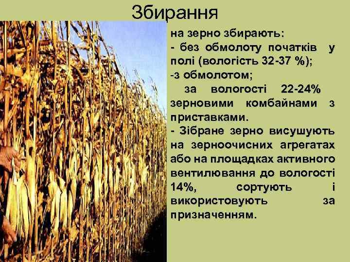 Збирання на зерно збирають: - без обмолоту початків у полі (вологість 32 -37 %);