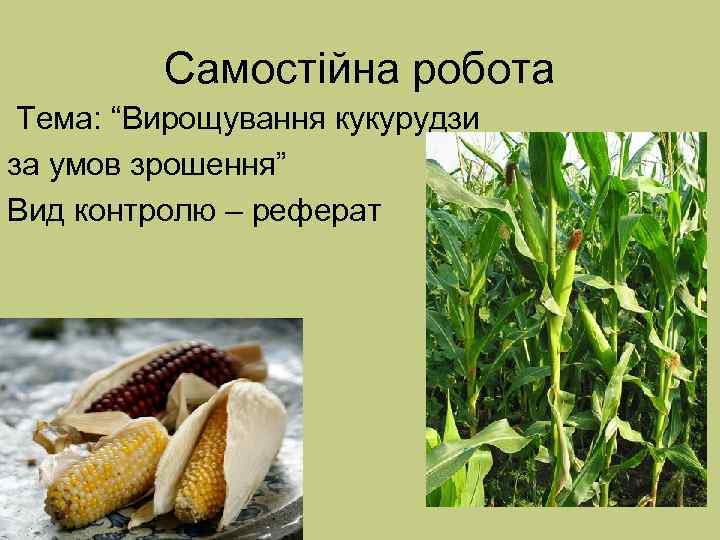 Курсовая работа: Біологічні особливості та агротехніка вирощування ячменю