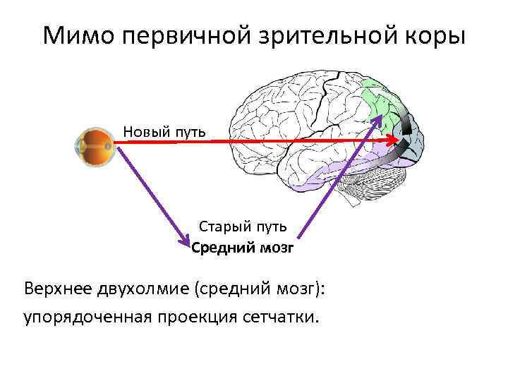 Укажите какие отделы зрительного анализатора отмечены на рисунке цифрами