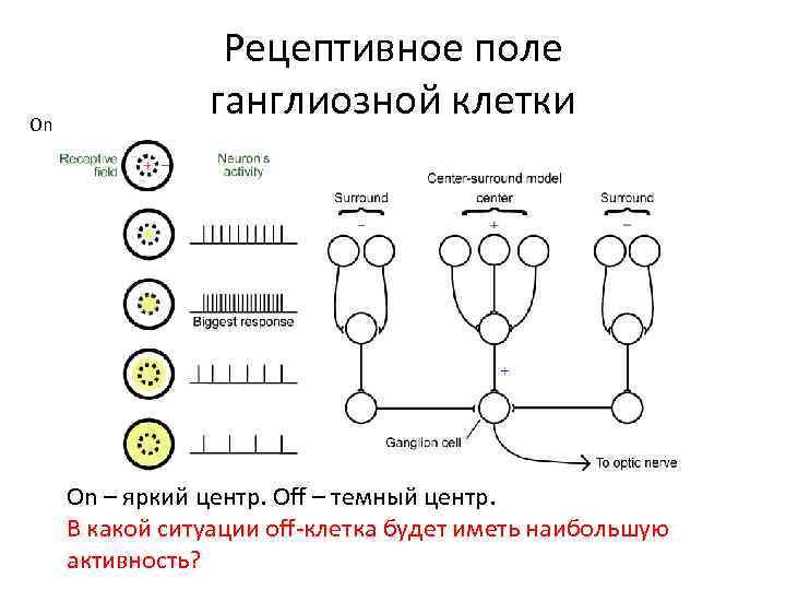 Рецептивное поле. Рецептивное поле ганглиозной клетки. Рецептивные поля ганглиозных клеток сетчатки. Рецептивное поле физиология. Структура рецептивного поля ганглиозной клетки.