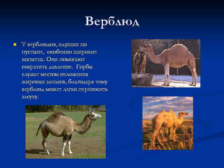 Верблюд n У верблюдов, идущих по пустыне, особенно широкие копытца. Они помогают сократить давление.