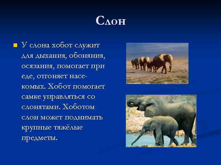 Слон n У слона хобот служит для дыхания, обоняния, осязания, помогает при еде, отгоняет