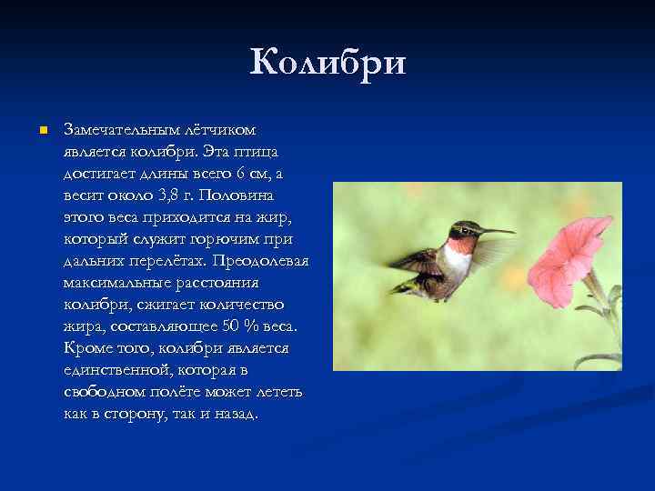 Колибри n Замечательным лётчиком является колибри. Эта птица достигает длины всего 6 см, а