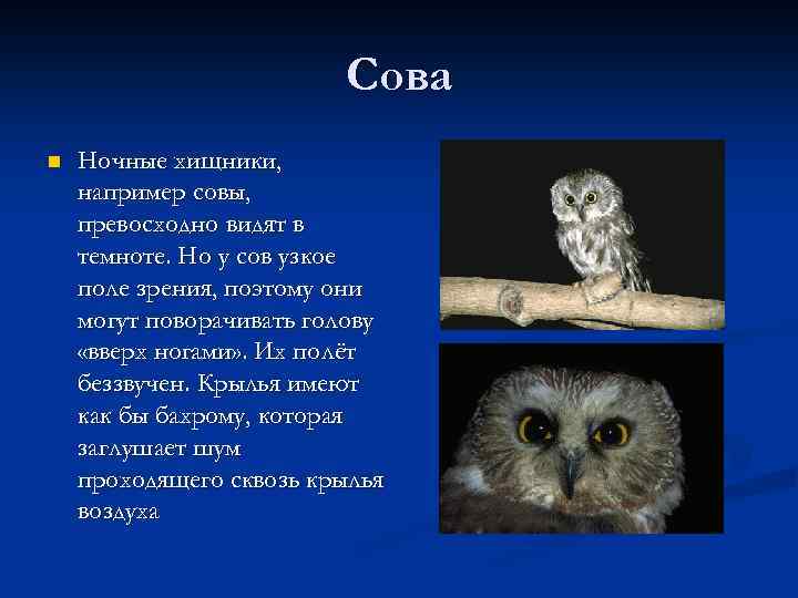 Сова n Ночные хищники, например совы, превосходно видят в темноте. Но у сов узкое