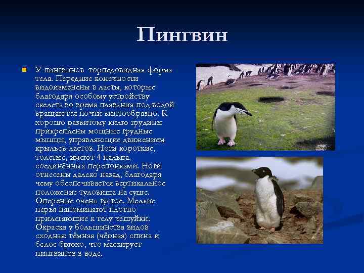 Пингвин n У пингвинов торпедовидная форма тела. Передние конечности видоизменены в ласты, которые благодаря