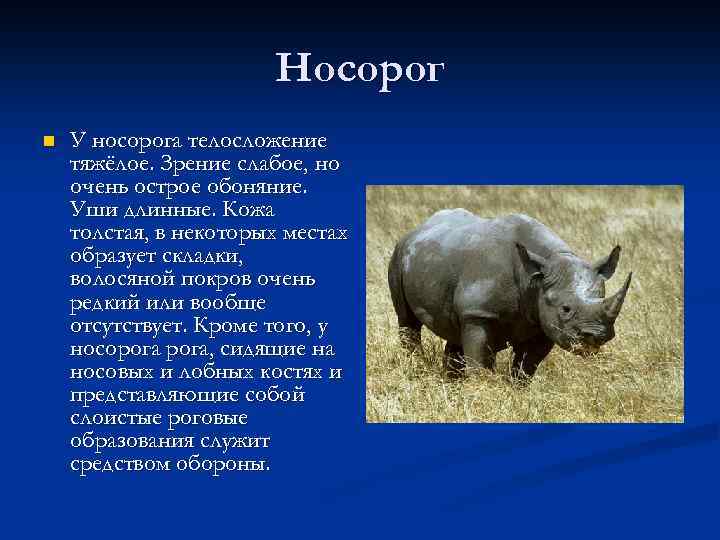 Носорог n У носорога телосложение тяжёлое. Зрение слабое, но очень острое обоняние. Уши длинные.