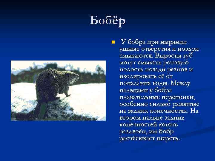 Бобёр n У бобра при нырянии ушные отверстия и ноздри смыкаются. Выросты губ могут