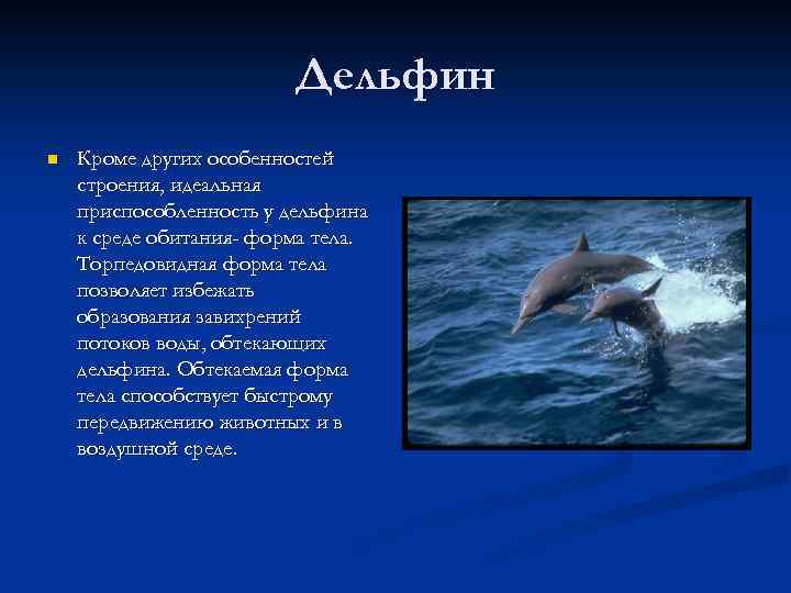 Дельфин n Кроме других особенностей строения, идеальная приспособленность у дельфина к среде обитания- форма