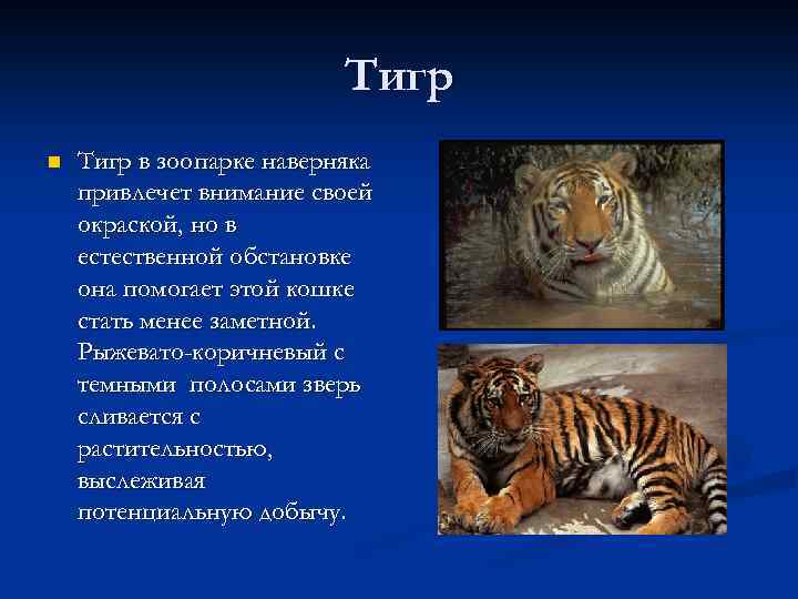 Тигр n Тигр в зоопарке наверняка привлечет внимание своей окраской, но в естественной обстановке