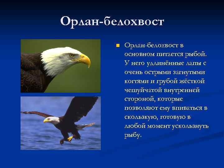 Орлан-белохвост n Орлан-белохвост в основном питается рыбой. У него удлинённые лапы с очень острыми