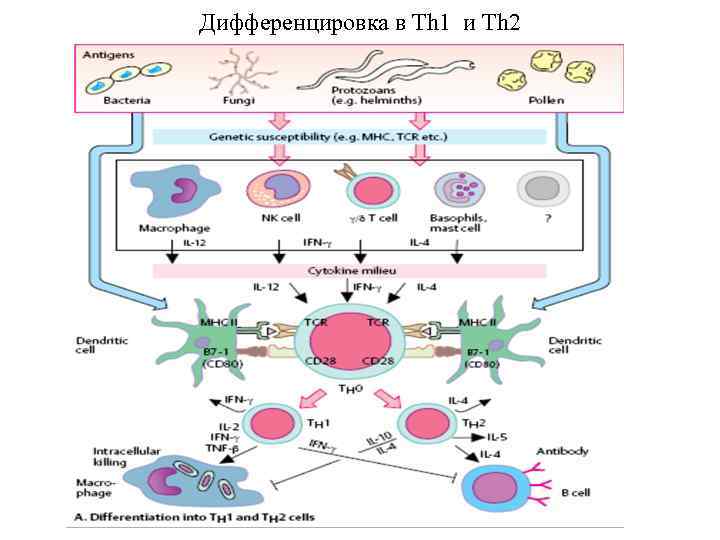 Дифференцировка в Th 1 и Th 2 
