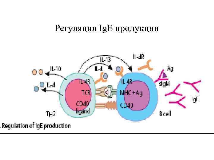 Регуляция Ig. E продукции 
