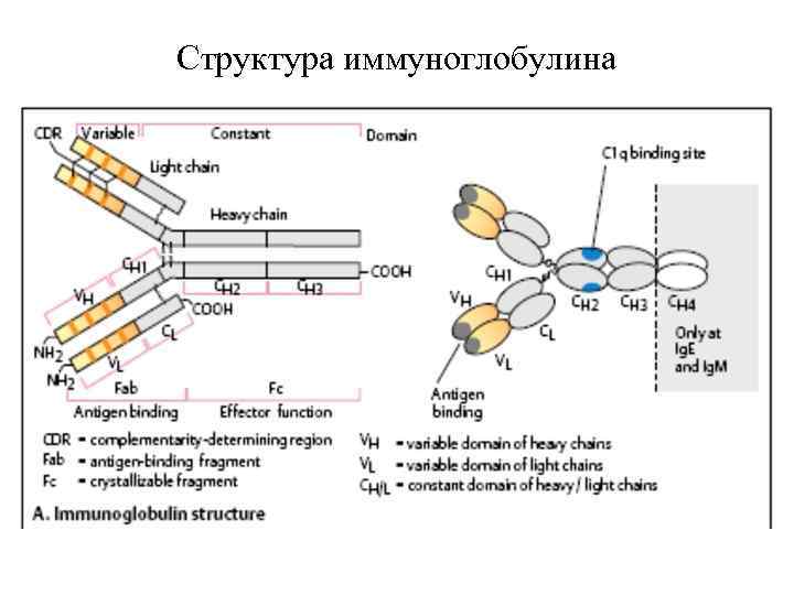 Схема иммуноглобулина g