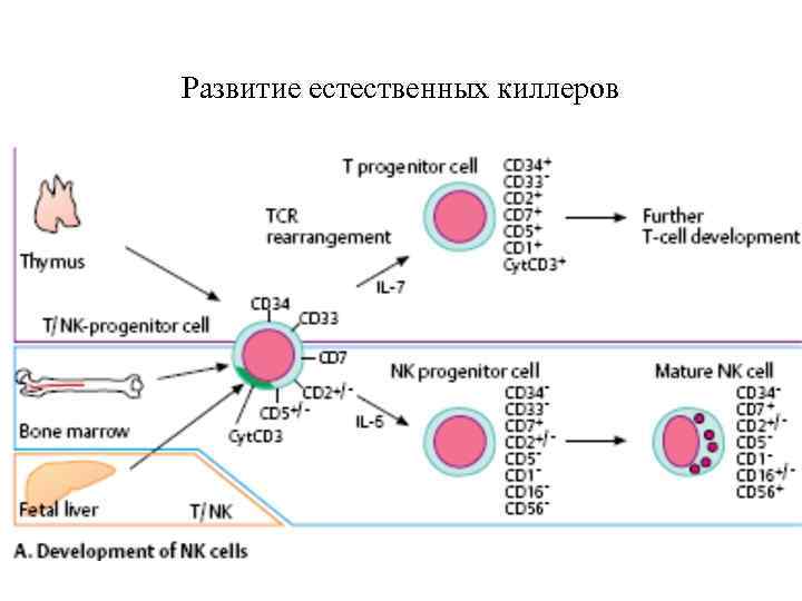 Развитие естественных киллеров 