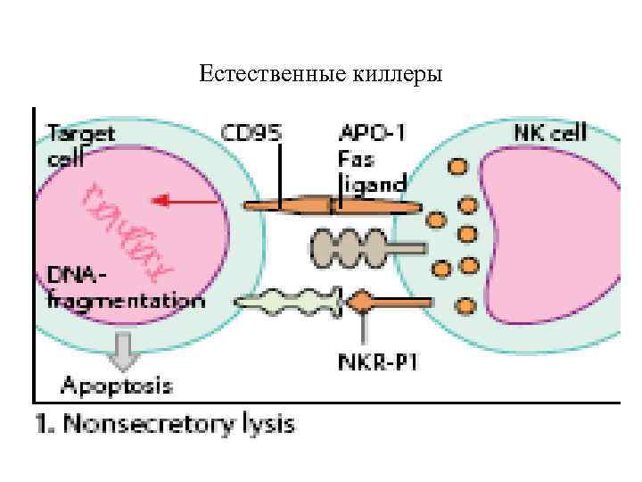 Естественные киллеры 